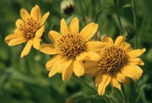 Arnica montana - Arnica - bei Sehnenscheidenentzündungen