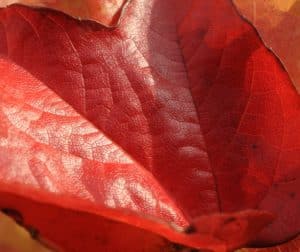 Rote Weinlaubblätter (Vitis vinifera)