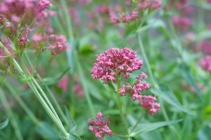 Rote Spornblume