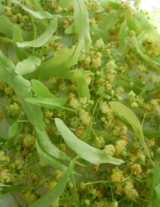 Lindenblüten zum Trocknen ausgelegt