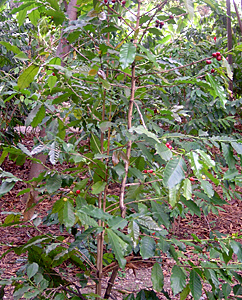 Kaffeebaum Kaffeebaum
