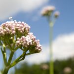 Baldrian - Valeriana officinalis