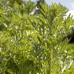 Wermut - Absinthii herba
