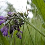 Beinwell - Symphytum officinale