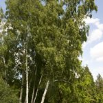 Birke - Betula pendula