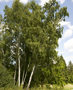 Birke - Betula pendula
