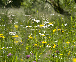 Heublumen Heublumen