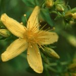 Johanniskraut - Hypericum perforatum