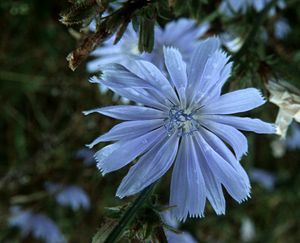 Wegwarte - Cichorium intybus