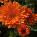 Ringelblume - Calendula officinalis