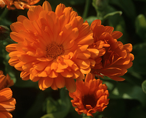 Ringelblume - Calendula officinalis