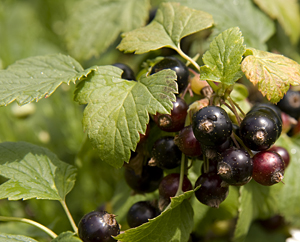 Johannisbeeren - Ribes nigrum