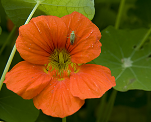 Kapuzinerkresse - Tropaeolum majus Kapuzinerkresse - Tropaeolum majus