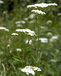 Schafgarbe - Achillea millefolium