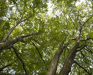 Buchen - Fagus silvatica Buchen - Fagus silvatica