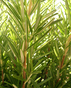 Rosmarin - Rosmarinus officialis Rosmarin - Rosmarinus officialis