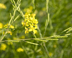 Senfblüte und -Früchte (Sinapis alba)