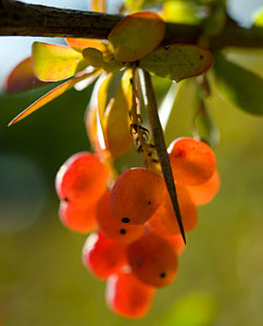 Berberitze - Berberis vulgaris