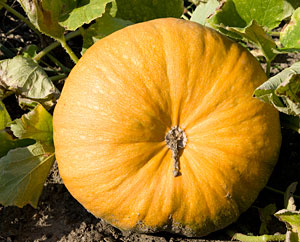 Kürbis - Cucurbita L.