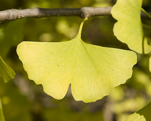 Gingko bilobae folium Gingko bilobae folium