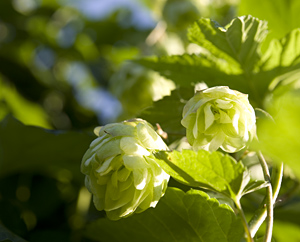 Hopfenzapfen - Lupuli flos Hopfenzapfen - Lupuli flos