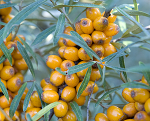 Sanddorn-Früchte - Hippophae rhamoides fructus