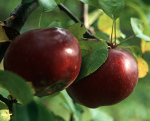 Äpfel (Malus domestica)