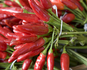 Chilischoten - Capsicum frutenscens