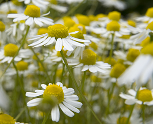 Kamillenblüten