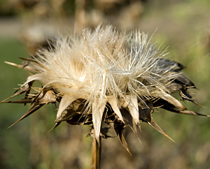 Mariendistelblüte im Herbst (Cardui mariae)