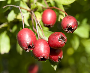 Weissdorn-Früchte - Crataegi fructus Weissdorn-Früchte - Crataegi fructus