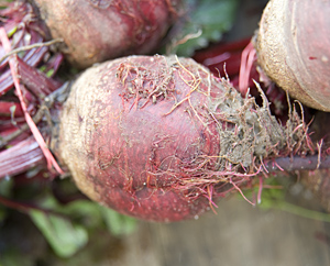 Rote Beete - Beta vulgaris subsp.