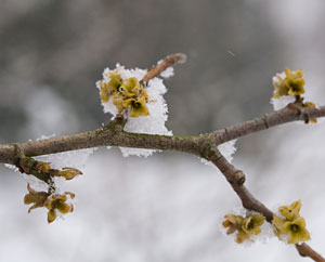 Hamamelisblüten im Schnee - Hamamelis viginiana