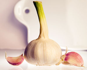 Knoblauch (Allium sativum) Knoblauch (Allium sativum)