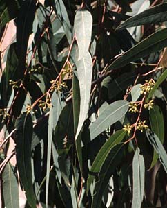 Eukalyptusblätter - Eukalypti folium Eukalyptusblätter - Eukalypti folium