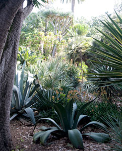 Jardín de la Aclimatatión de La Orotava