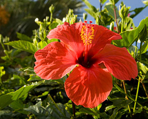 Hibiskusbluete - Hibiscus sabdariffa L.