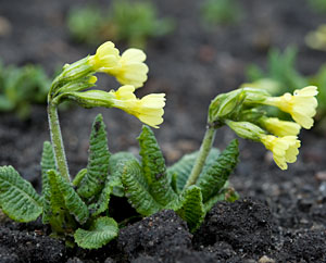 Schlüsselblumen - Primula veris L. Schlüsselblumen - Primula veris L.