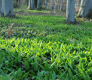 Bärlauch (Allium ursinum L.) im Buchenwald