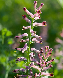Erdrauchkraut (Fumaria officinalis) Erdrauchkraut (Fumaria officinalis)
