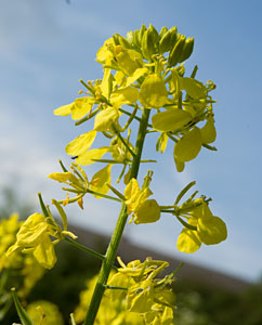 Senfblüten: Brassica nigra Senfblüten: Brassica nigra