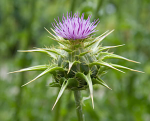 Mariendistelblüte Mariendistelblüte