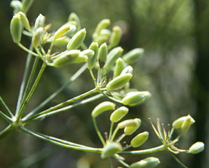 Fenchelfrüchte (Foeniculum vulgaris)