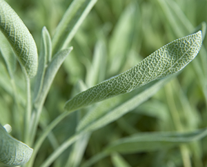 Salbei (Salvia officinalis)