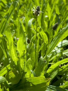 Spitzwegerich (Plantago lancelota)