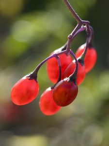 Beeren des Bittersüßen Nachtschattens (Solanum Dulcamara) Beeren des Bittersüßen Nachtschattens (Solanum Dulcamara)