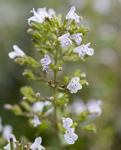 Thymianblüten (Thymian vulgaris) Thymianblüten (Thymian vulgaris)