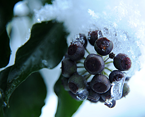 Efeu (Hedera helix)