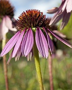 Roter Sonnenhut (Echinacea purpurea) Roter Sonnenhut (Echinacea purpurea)