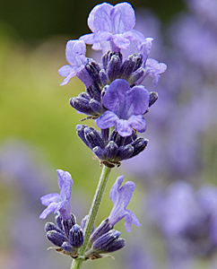 Lavendelblüte (Lavendulae flos) Lavendelblüte (Lavendulae flos)
